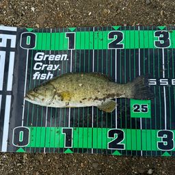 スモールマウスバス