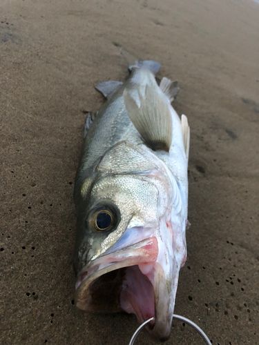 スズキの釣果