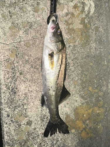セイゴ（マルスズキ）の釣果
