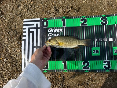スモールマウスバスの釣果