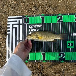 スモールマウスバス