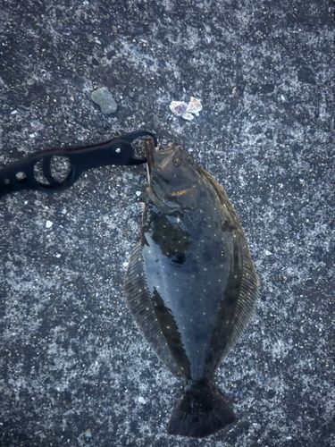 ヒラメの釣果
