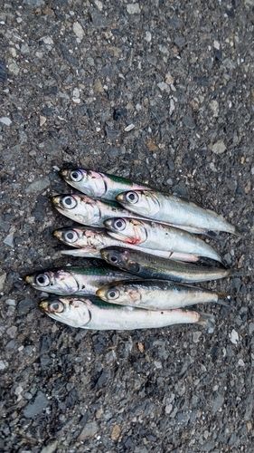 カタクチイワシの釣果