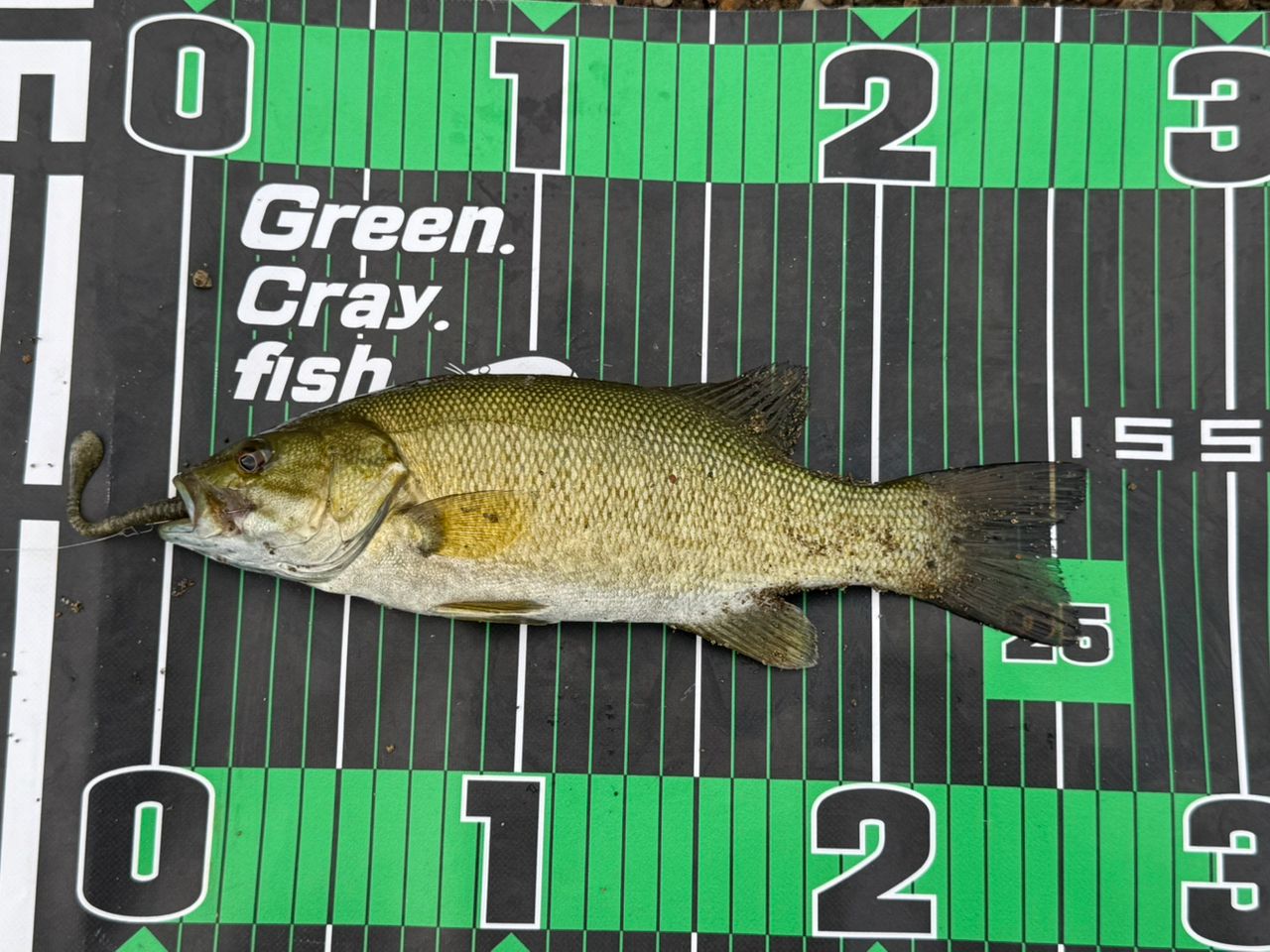 スモールマウスバス