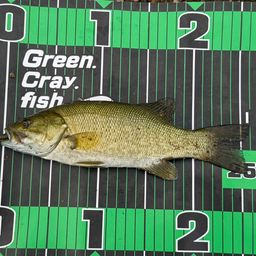 スモールマウスバス