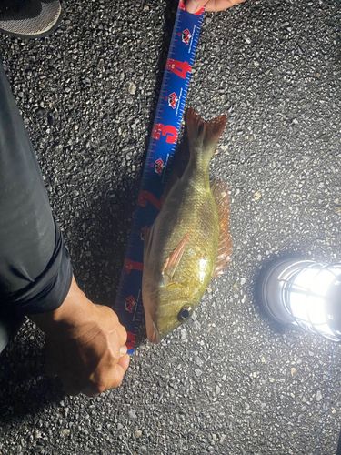 クチナジの釣果