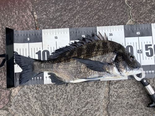 クロダイの釣果