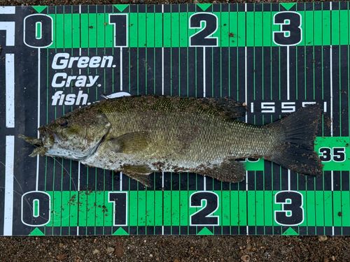 スモールマウスバスの釣果