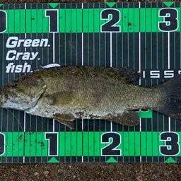 スモールマウスバス