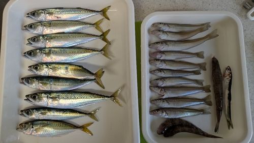 サバの釣果