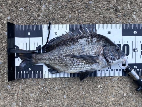 クロダイの釣果