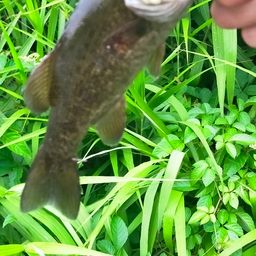 スモールマウスバス