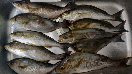 イサキの釣果