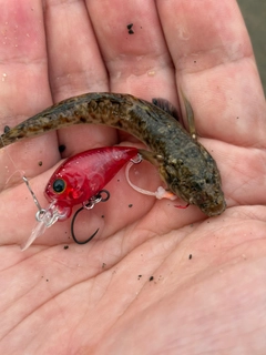 マハゼの釣果