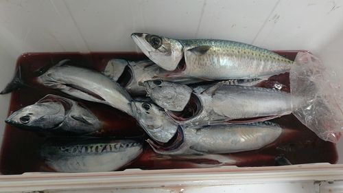 ソウダガツオの釣果