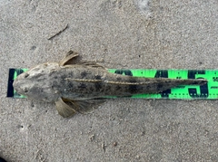 マゴチの釣果