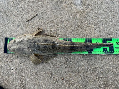 マゴチの釣果