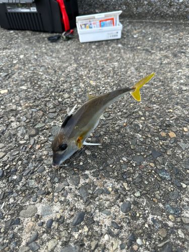 ギマの釣果