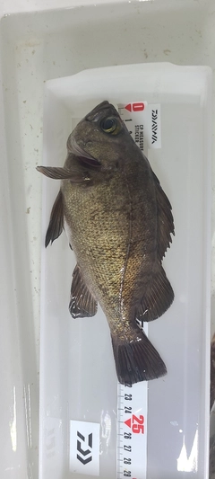 メバルの釣果