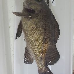 メバル