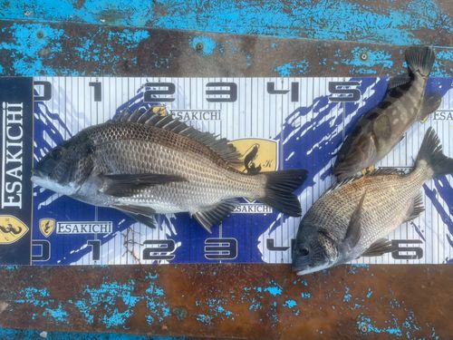 クロダイの釣果