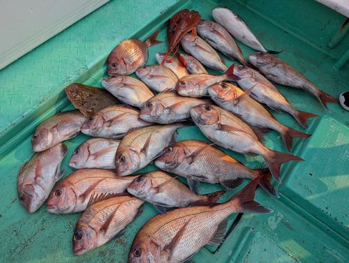 マダイの釣果