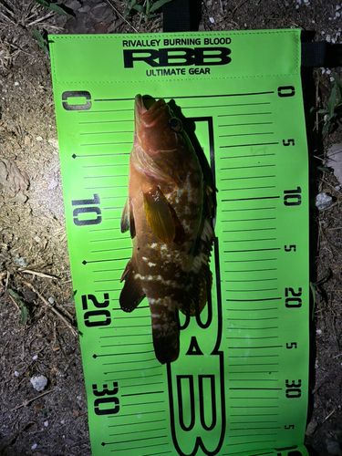 キジハタの釣果