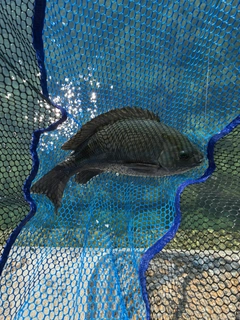 グレの釣果