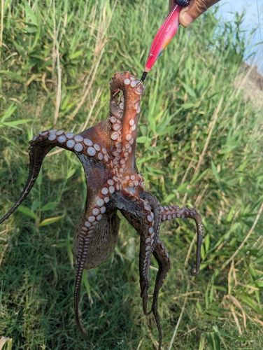 タコの釣果