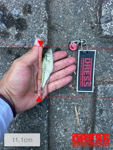 ラージマウスバスの釣果