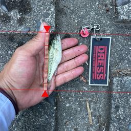 ラージマウスバス