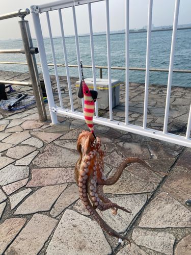 タコの釣果