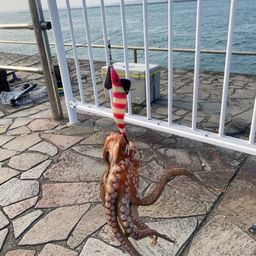 タコ