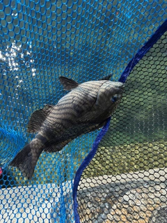 グレの釣果