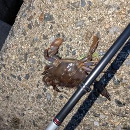 タイワンガザミ