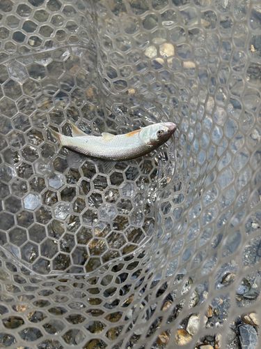 ハスの釣果