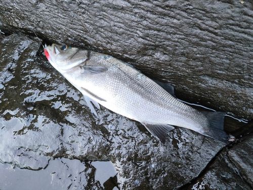 ヒラスズキの釣果