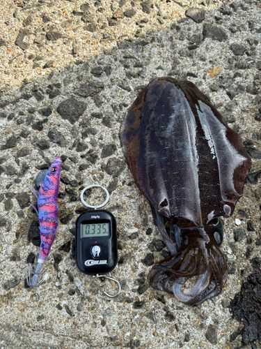アオリイカの釣果