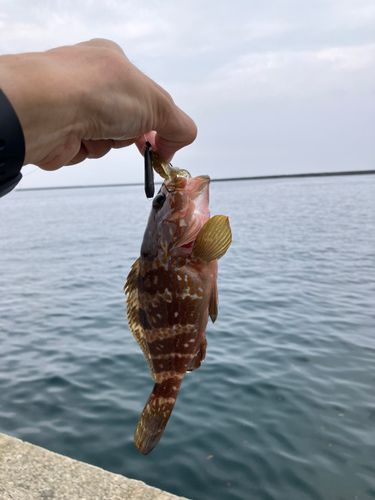 キジハタの釣果