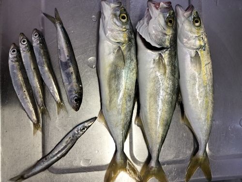 マイワシの釣果