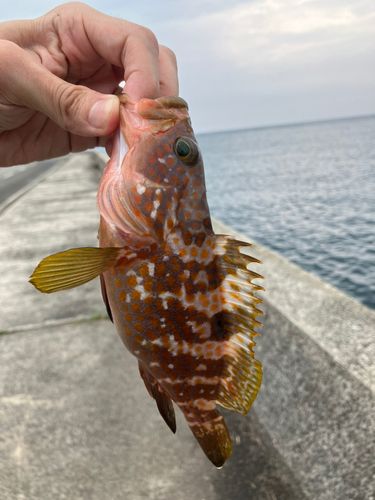 キジハタの釣果