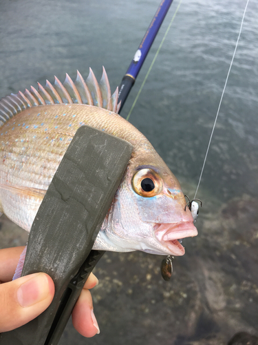 タイの釣果