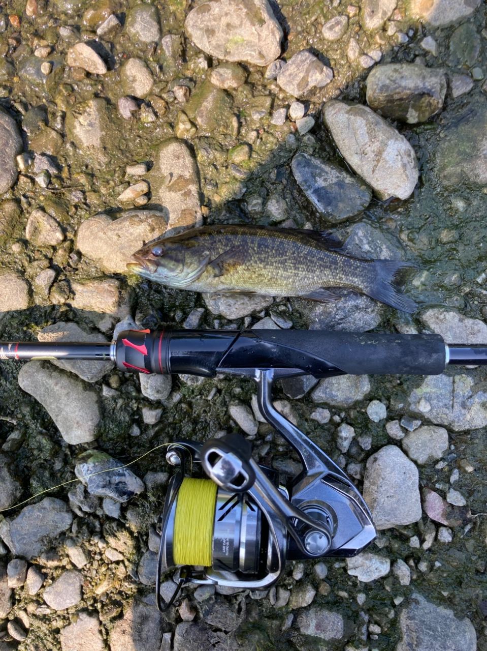 スモールマウスバス