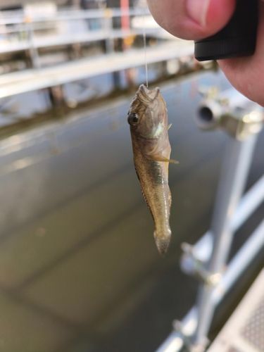 マハゼの釣果
