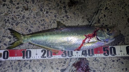 ヒラの釣果