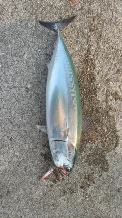 ソウダガツオの釣果