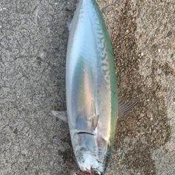 ソウダガツオ