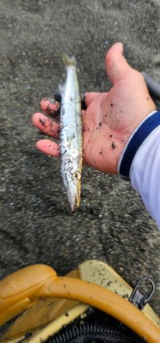 釣果