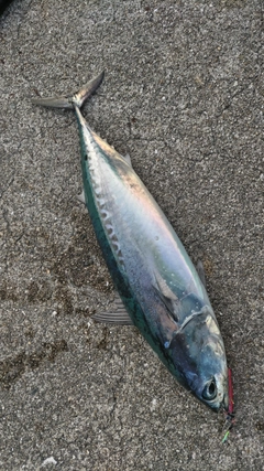 ソウダガツオの釣果