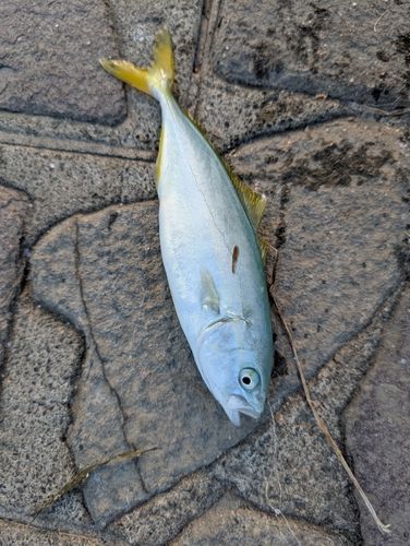 ワカシの釣果